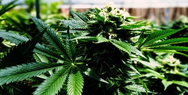 Metrospaces signs JV with LBCC Group to buy licensed cannabis facility