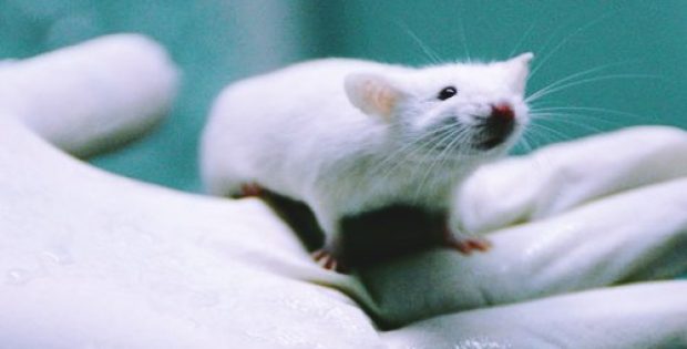 Orgenesis & MangoGen to develop IPC cells for murine animal models